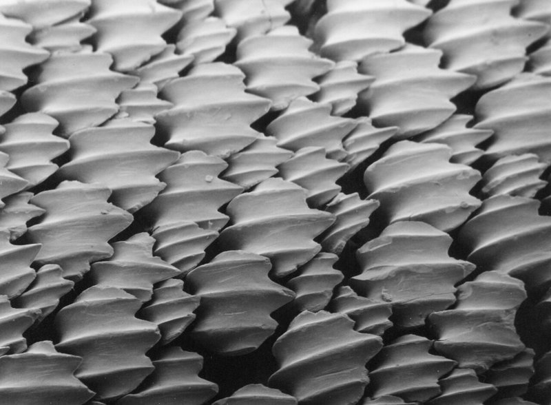 Shark skin denticles under electron microscope: millions of overlapping tooth-like structures channel water flow and reduce drag by up to 10%. These natural speed boosters inspire aircraft and ship hull designs. Credit: Wikimedia Commons