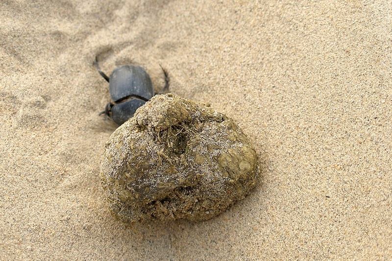 A desert beetle in India's Thar Desert demonstrates the remarkable water-harvesting abilities that have inspired breakthrough engineering solutions. These humble creatures have perfected atmospheric water collection through millions of years of evolution, achieving efficiencies that modern technology is only now beginning to match.