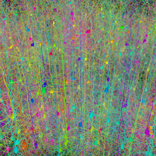 Synthetic pyramidal dendrites grown using Cajal's laws of neuronal branching, demonstrating how nature-inspired architectures can guide neuromorphic chip design