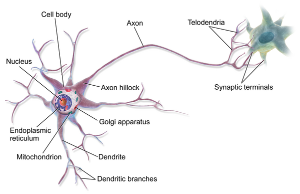 Spiking neurons communicate through discrete electrical pulses — mimicking biological neural signaling and enabling extreme energy efficiency through event-driven computation.